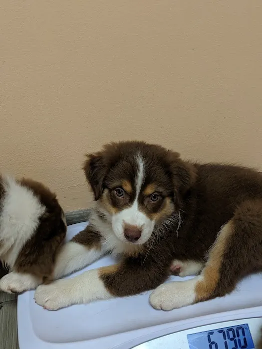 Lyndon Animal Clinic 12