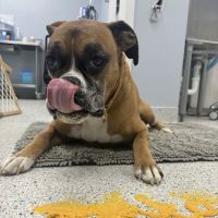 LouVet Animal Clinic ico