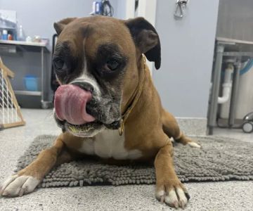 LouVet Animal Clinic