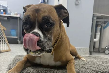 LouVet Animal Clinic