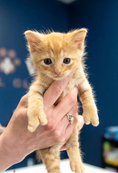 LouVet Animal Clinic 12