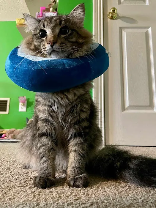 LouVet Animal Clinic 12