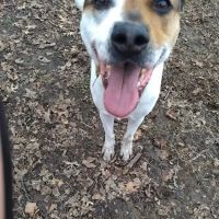 Westport Animal Hospital ico