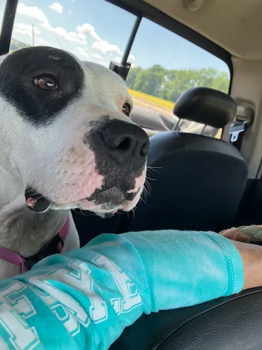Westport Animal Hospital 12