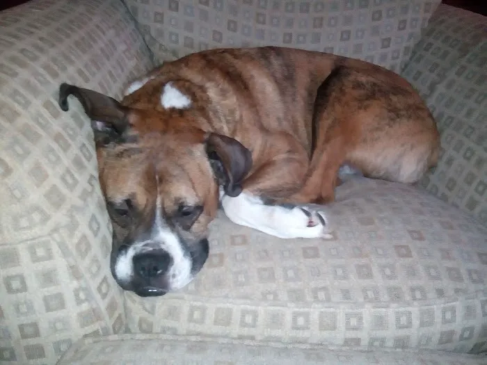 Westport Animal Hospital 12