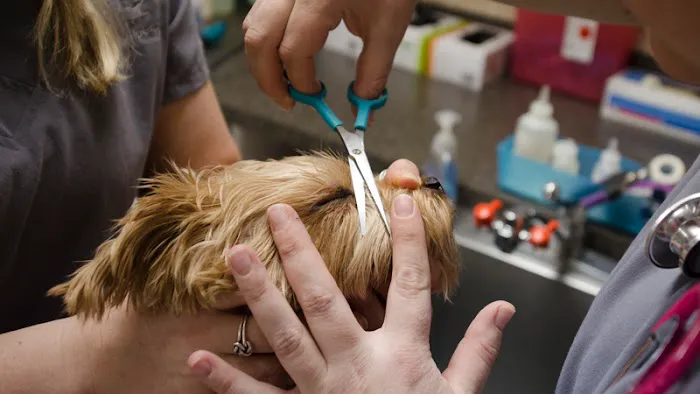 East Louisville Animal Hospital 12
