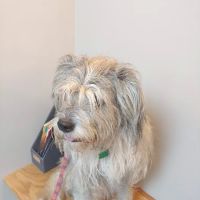 East Louisville Animal Hospital ico
