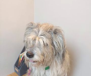 East Louisville Animal Hospital