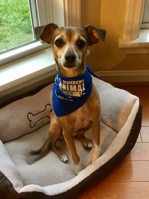 St. Matthews Animal Clinic 12
