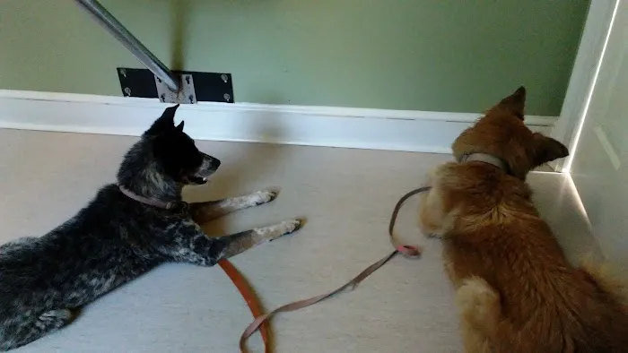 Chenoweth Lane Pet Clinic 12