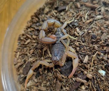 The Exotic Feed RVA
