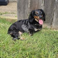 Fenwick Animal Clinic ico