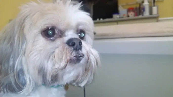Chenoweth Animal Hospital 12