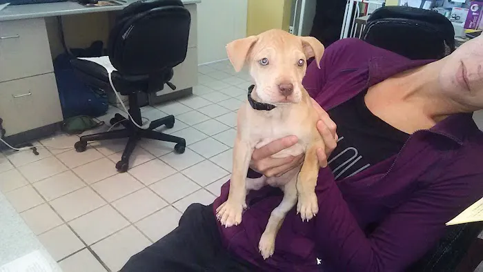 Chenoweth Animal Hospital 12