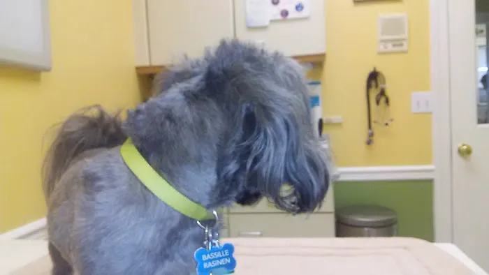 Chenoweth Animal Hospital 12