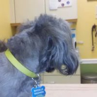 Chenoweth Animal Hospital ico