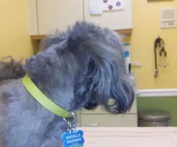 Chenoweth Animal Hospital