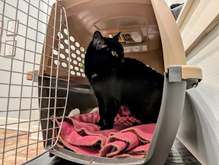 The Downtown Animal Hospital 12