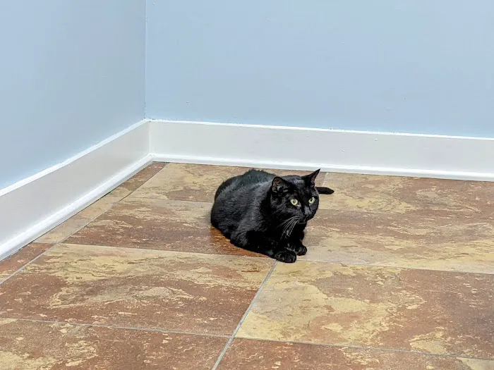 The Downtown Animal Hospital 12