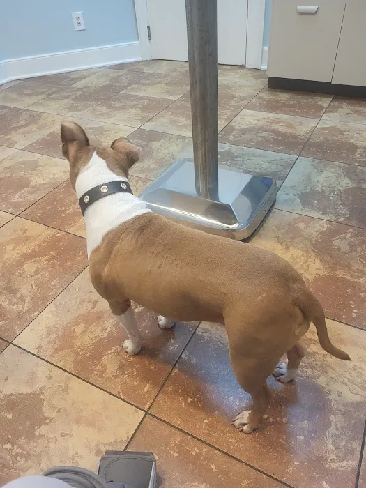 The Downtown Animal Hospital 12