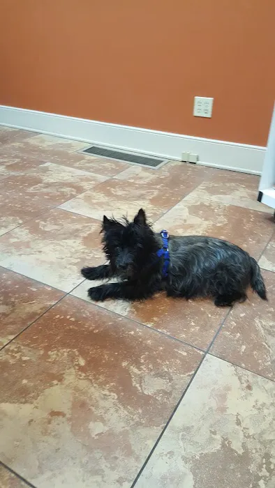 The Downtown Animal Hospital 12