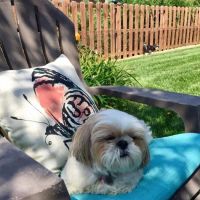 Heart's Ease Veterinary Care ico