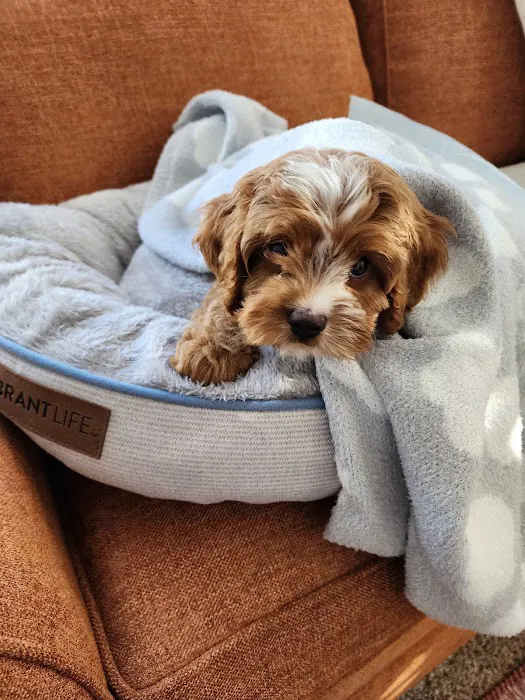Pauley's Pups 3
