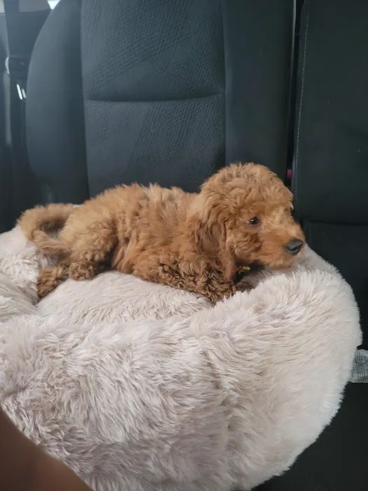 Pauley's Pups 1