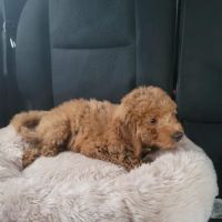 Pauley's Pups ico