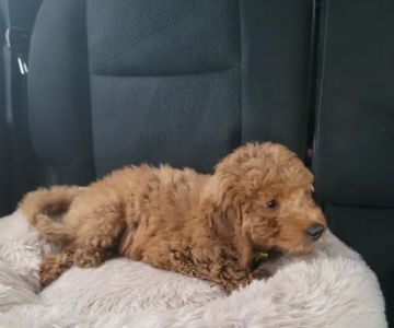 Pauley's Pups