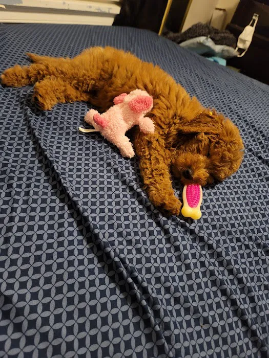 Pauley's Pups 8
