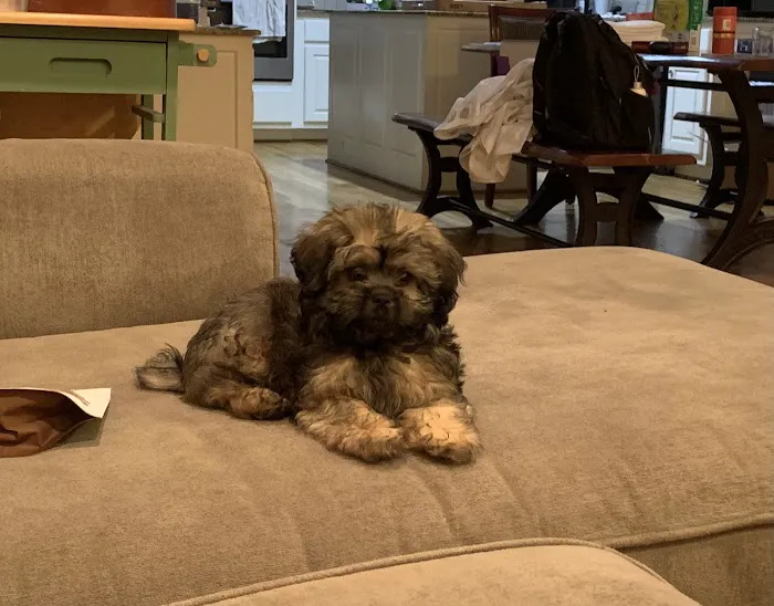 Pauley's Pups 6