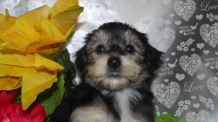Pauley's Pups 10