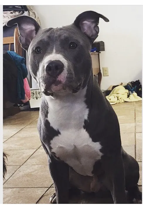Blue Cross Animal Hospital 12