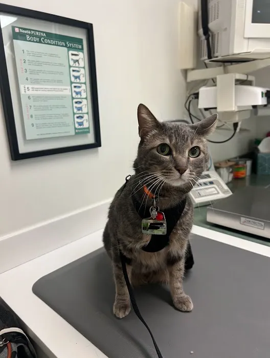 Cat Clinic of Louisville 12