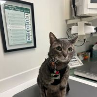 Cat Clinic of Louisville ico