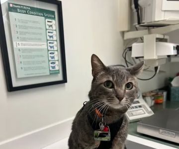 Cat Clinic of Louisville