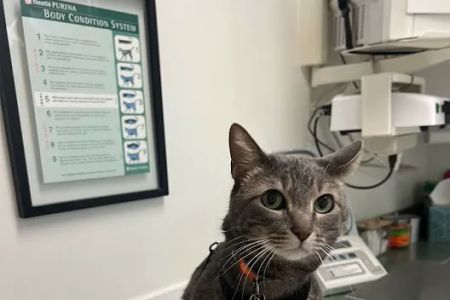 Cat Clinic of Louisville