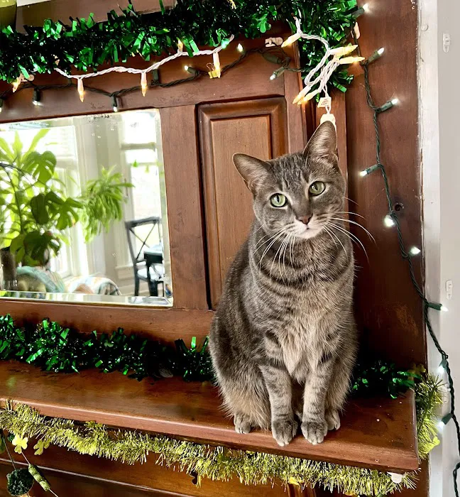 Cat Clinic of Louisville 12