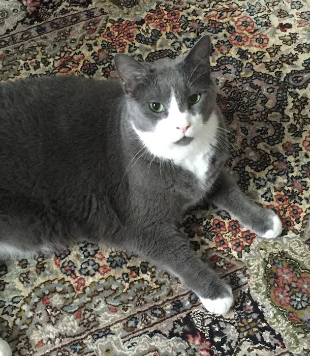 Cat Clinic of Louisville 12