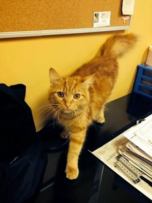 VCA Fairleigh Animal Hospital 12