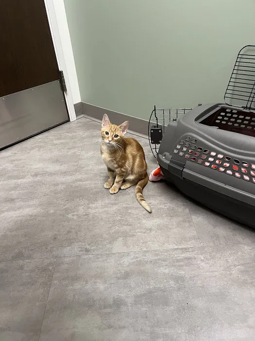 VCA Fairleigh Animal Hospital 12