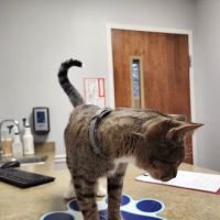 VCA Fairleigh Animal Hospital ico