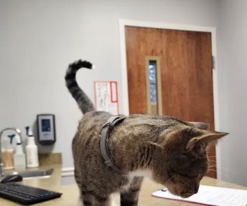 VCA Fairleigh Animal Hospital