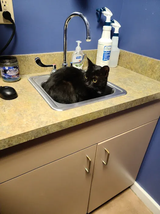 VCA Fairleigh Animal Hospital 12