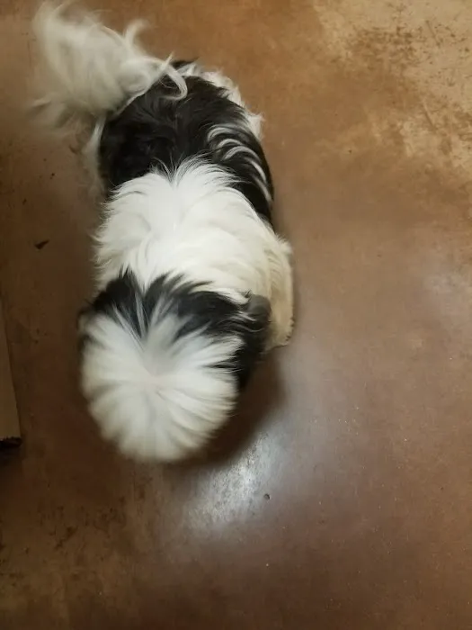 VCA Fairleigh Animal Hospital 12
