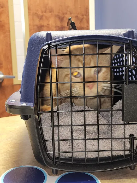 VCA Fairleigh Animal Hospital 12