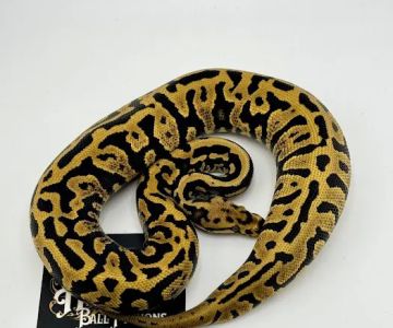 Hirsch Captive Bred Ball Pythons