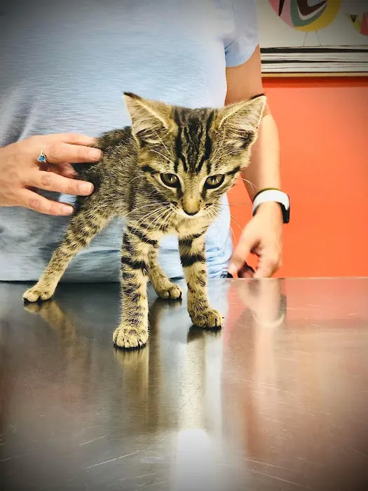 The Animal Hospital of the Highlands 12