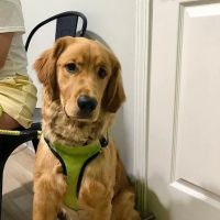 The Animal Hospital of the Highlands ico